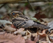 Large-tailed Nightjar (Caprimulgus macrurus bimaculatus) male on the ground at Singapore’s Botanic Garden Large-tailed Nightjar (Caprimulgus macrurus bimaculatus) male on the ground at Singapore’s Botanic Garden