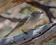 Rufous Whistler (Pachycephala rufiventris pallida) female perched at Aldinga Scrub Conservation Park Rufous Whistler (Pachycephala rufiventris pallida) female perched at Aldinga Scrub Conservation Park