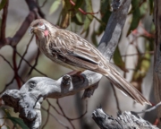 Red Wattlebird (Anthochaera carunculata woodwardi) perched in Aldinga Scrub Conservation Park, South Australia Red Wattlebird (Anthochaera carunculata woodwardi) perched in Aldinga Scrub Conservation Park, South Australia
