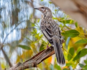 Red Wattlebird (Anthochaera carunculata woodwardi) perched at Coffin Bay National Park in South Australia Red Wattlebird (Anthochaera carunculata woodwardi) perched at Coffin Bay National Park in South Australia