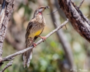 Red Wattlebird (Anthochaera carunculata) feeding on insects at Aldinga Scrub Conservation Park in South Australia Red Wattlebird (Anthochaera carunculata) feeding on insects at Aldinga Scrub Conservation Park in South Australia