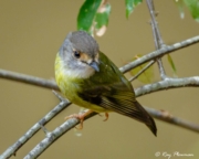 Pale-yellow Robin (Tregellasia capito nana) perched at Peterson Creek in Yungaburra, Atherton Tablelands Pale-yellow Robin (Tregellasia capito nana) perched at Peterson Creek in Yungaburra, Atherton Tablelands