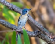 Broad-billed Flycatcher (Myiagra ruficollis mimikae) female perched at Yellow Water in Kakadu National Park Broad-billed Flycatcher (Myiagra ruficollis mimikae) female perched at Yellow Water in Kakadu National Park
