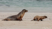 Galapagos Sea Lion (Zalophus wollebaeki) cow and pup at on the beach at Santa Fe Island in Galapagos Galapagos Sea Lion (Zalophus wollebaeki) cow and pup at on the beach at Santa Fe Island in Galapagos