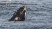 Southern Right Whale (Eubalaena australis) spy-hopping close to Logan’s Beach at Warrnambool in Victoria Southern Right Whale (Eubalaena australis) spy-hopping close to Logan’s Beach at Warrnambool in Victoria