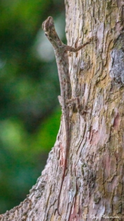 Blanford's Gliding Lizard (Draco blanfordii) displaying Throat Pouch at Taman Negara National Park in Malaysia Blanford's Gliding Lizard (Draco blanfordii) displaying Throat Pouch at Taman Negara National Park in Malaysia