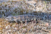 Eastern Shingleback Lizard (Tiliqua rugosa asper) in the grass at Mount Monster Conservation Park in SA Eastern Shingleback Lizard (Tiliqua rugosa asper) in the grass at Mount Monster Conservation Park in SA