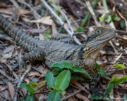Eastern Water Dragon (Intellagama lesueurii) on the ground at Kooloonbung Creek Nature Reserve in NSW Eastern Water Dragon (Intellagama lesueurii) on the ground at Kooloonbung Creek Nature Reserve in NSW