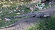 Eastern Water Dragon (Intellagama lesueurii) on the ground at Kooloonbung Creek Nature Reserve in NSW Eastern Water Dragon (Intellagama lesueurii) on the ground at Kooloonbung Creek Nature Reserve in NSW