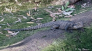 Eastern Water Dragon (Intellagama lesueurii) on the ground at Kooloonbung Creek Nature Reserve in NSW Eastern Water Dragon (Intellagama lesueurii) on the ground at Kooloonbung Creek Nature Reserve in NSW