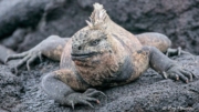 Galapagos Marine Iguana (Amblyrhynchus cristatus) nominate species on lava rocks at Fernandina Island Galapagos Marine Iguana (Amblyrhynchus cristatus) nominate species on lava rocks at Fernandina Island