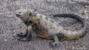 Galapagos Marine Iguana (Amblyrhynchus cristatus) nominate species on lava rocks at Fernandina Island Galapagos Marine Iguana (Amblyrhynchus cristatus) nominate species on lava rocks at Fernandina Island