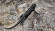 Galapagos Marine Iguana (Amblyrhynchus cristatus nanus) on the rocks at Darwin Beach, Genovesa Island Galapagos Marine Iguana (Amblyrhynchus cristatus nanus) on the rocks at Darwin Beach, Genovesa Island