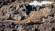 Galapagos Marine Iguana (Amblyrhynchus cristatus hassi) on the rocks at Dragon Hill on Santa Cruz Island Galapagos Marine Iguana (Amblyrhynchus cristatus hassi) on the rocks at Dragon Hill on Santa Cruz Island