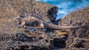 Galapagos Marine Iguana (Amblyrhynchus cristatus wikelskii) on the rocks at Sombrero Chino, Santiago Island Galapagos Marine Iguana (Amblyrhynchus cristatus wikelskii) on the rocks at Sombrero Chino, Santiago Island