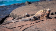 Galapagos Marine Iguana (Amblyrhynchus cristatus wikelskii) male with females at Puerto Egas on Santiago Island Galapagos Marine Iguana (Amblyrhynchus cristatus wikelskii) male with females at Puerto Egas on Santiago Island