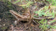 Many-lined Sun Skink (Eutropis multifasciata) with typical brown colouration at Singapore Botanic Gardens Many-lined Sun Skink (Eutropis multifasciata) with typical brown colouration at Singapore Botanic Gardens