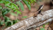 Northern Water Dragon (Amphibolurus temporalis) / Swamplands Lashtail (Gowidon temporalis) on a tree branch at Fogg Dam Conservation Reserve Northern Water Dragon (Amphibolurus temporalis) / Swamplands Lashtail (Gowidon temporalis) on a tree branch at Fogg Dam Conservation Reserve