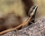 Northern Water Dragon (Amphibolurus temporalis) / Swamplands Lashtail (Gowidon temporalis) on a rock at Fogg Dam Conservation Reserve Northern Water Dragon (Amphibolurus temporalis) / Swamplands Lashtail (Gowidon temporalis) on a rock at Fogg Dam Conservation Reserve