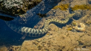 Viperine Water Snake (Natrix maura) in the shallows of the River Aveyron at Le Moulin Du Bousquet in France Viperine Water Snake (Natrix maura) in the shallows of the River Aveyron at Le Moulin Du Bousquet in France