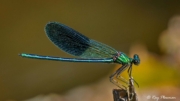 Banded Demoiselle (Calopteryx splendens) male perched at Le Moulin Du Bousquet on the River Aveyron in France Banded Demoiselle (Calopteryx splendens) male perched at Le Moulin Du Bousquet on the River Aveyron in France
