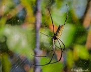 Batik Golden Orb Web Spider (Nephila antipodiana) dorsal side at Sungei Buloh Wetland Reserve in Singapore Batik Golden Orb Web Spider (Nephila antipodiana) dorsal side at Sungei Buloh Wetland Reserve in Singapore