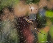 Batik Golden Orb Web Spider (Nephila antipodiana) ventral side at Sungei Buloh Wetland Reserve in Singapore Batik Golden Orb Web Spider (Nephila antipodiana) ventral side at Sungei Buloh Wetland Reserve in Singapore