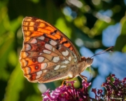 High Brown Fritillary (Argynnis adippe) feeding on buddleia nectar at Bouisse in Languedoc-Roussillon region of France High Brown Fritillary (Argynnis adippe) feeding on buddleia nectar at Bouisse in Languedoc-Roussillon region of France