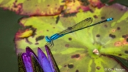 Common Bluetail (Ischnura senegalensis) male perched on a lily pad flower at Singapore Botanic Garden Common Bluetail (Ischnura senegalensis) male perched on a lily pad flower at Singapore Botanic Garden