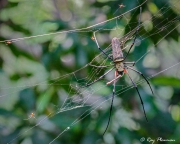 Golden Orb Web Spider (Nephila pilipes), Dorsal view with spiderlings at Sungei Buloh Wetland Reserve in Singapore Golden Orb Web Spider (Nephila pilipes), Dorsal view with spiderlings at Sungei Buloh Wetland Reserve in Singapore