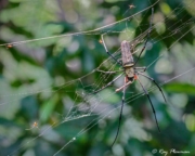Golden Orb Web Spider (Nephila pilipes), Dorsal view with spiderlings at Sungei Buloh Wetland Reserve in Singapore Golden Orb Web Spider (Nephila pilipes), Dorsal view with spiderlings at Sungei Buloh Wetland Reserve in Singapore