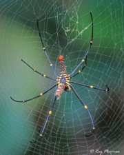 Golden Orb Web Spider (Nephila pilipes) ventral view eating prey at Sungei Buloh Wetland Reserve in Singapore Golden Orb Web Spider (Nephila pilipes) ventral view eating prey at Sungei Buloh Wetland Reserve in Singapore