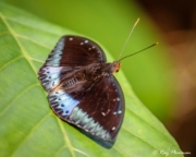 Horsfield's Baron (Tanaecia iapis puseda) female resting on a leaf in Singapore’s Central Catchment Nature Reserve Horsfield's Baron (Tanaecia iapis puseda) female resting on a leaf in Singapore’s Central Catchment Nature Reserve