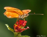 Julia (Dryas iulia) Butterfly feeding on nectar at Asa Wright Nature Centre’s Discovery Trail in Trinidad Julia (Dryas iulia) Butterfly feeding on nectar at Asa Wright Nature Centre’s Discovery Trail in Trinidad