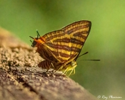 Long-Banded Silverline (Spindasis lohita senama) in Tahan Hide at Taman Negara National Park in Malaysia Long-Banded Silverline (Spindasis lohita senama) in Tahan Hide at Taman Negara National Park in Malaysia