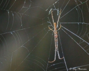 Long-jawed Orbweaver (Tetragnatha sp.) ventral view at the Central Catchment Nature Reserve in Singapore Long-jawed Orbweaver (Tetragnatha sp.) ventral view at the Central Catchment Nature Reserve in Singapore