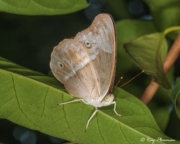 Purple Duke (Eulaceura osteria kumana) female resting on a leaf at MacRitchie Nature Trail in Singapore Purple Duke (Eulaceura osteria kumana) female resting on a leaf at MacRitchie Nature Trail in Singapore