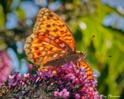 Silver-washed Fritillary (Argynnis paphia)
feeding on buddleia nectar at Bouisse in Languedoc-Roussillon region of France Silver-washed Fritillary (Argynnis paphia) feeding on buddleia nectar at Bouisse in Languedoc-Roussillon region of France