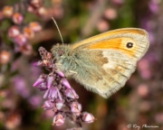 Small Heath (Coenonympha pamphilus) in the heather at Castle Bottom National Nature Reserve in England Small Heath (Coenonympha pamphilus) in the heather at Castle Bottom National Nature Reserve in England