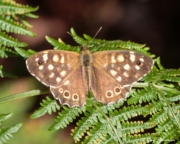 Speckled Wood (Pararge aegeria tircis) on a fen leaf at Castle Bottom National Nature Reserve in England Speckled Wood (Pararge aegeria tircis) on a fen leaf at Castle Bottom National Nature Reserve in England