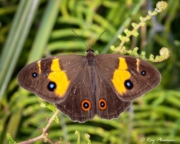 Swordgrass Brown (Tisiphone abeona abeona) on a fern at Booderee National Park in Jervis Bay Territory Swordgrass Brown (Tisiphone abeona abeona) on a fern at Booderee National Park in Jervis Bay Territory