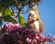 White Admiral (Limenitis camilla) feeding on buddleia nectar at Bouisse in Languedoc-Roussillon region of France White Admiral (Limenitis camilla) feeding on buddleia nectar at Bouisse in Languedoc-Roussillon region of France