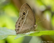 Dingy Bush Brown (Mycalesis perseus Cepheus) resting on a leaf at Dairy Farm Nature Park in Singapore Dingy Bush Brown (Mycalesis perseus Cepheus) resting on a leaf at Dairy Farm Nature Park in Singapore