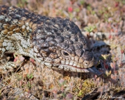 Eastern Shingleback Lizard showing flat tongue at Mount Monster Conservation Park in South Australia Eastern Shingleback Lizard showing flat tongue at Mount Monster Conservation Park in South Australia