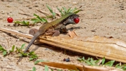 Giant Ameiva Lizard foraging for fallen fruits at Macqueripe Bay on Chaguaramas Peninsula in Trinidad Giant Ameiva Lizard foraging for fallen fruits at Macqueripe Bay on Chaguaramas Peninsula in Trinidad