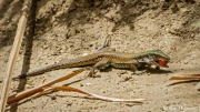 Giant Ameiva Lizard foraging for fallen fruits at Macqueripe Bay on Chaguaramas Peninsula in Trinidad Giant Ameiva Lizard foraging for fallen fruits at Macqueripe Bay on Chaguaramas Peninsula in Trinidad