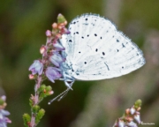 Holly Blue (Celastrina argiolus) feeding on heather nectar at Castle Bottom National Nature Reserve in England Holly Blue (Celastrina argiolus) feeding on heather nectar at Castle Bottom National Nature Reserve in England
