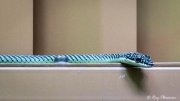 Paradise Gliding Snake (Chrysopelea paradisi) in gents’ toilet at Labrador Nature Reserve in Singapore Paradise Gliding Snake (Chrysopelea paradisi) in gents’ toilet at Labrador Nature Reserve in Singapore