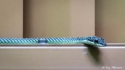 Paradise Gliding Snake (Chrysopelea paradisi) in gents’ toilet at Labrador Nature Reserve in Singapore Paradise Gliding Snake (Chrysopelea paradisi) in gents’ toilet at Labrador Nature Reserve in Singapore