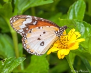 Plain Tiger (Danaus chrysippus chrysippus f. alcippoides) male on a flower at Pulau Ubin in Singapore Plain Tiger (Danaus chrysippus chrysippus f. alcippoides) male on a flower at Pulau Ubin in Singapore